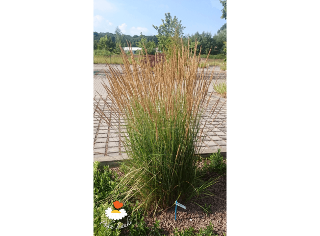Calamagrostis × acutiflora   'Karl Foerster'
